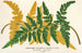 Gymnogramma Laucheana var gigantea - Charles Antoine Lemaire — vista dell’opera
