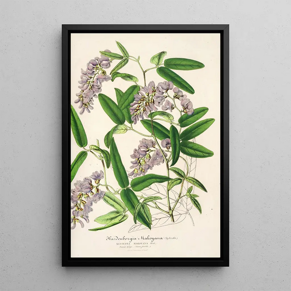 Charles Antoine Lemaire - Hardenbergia Makoyana hybrida.webp