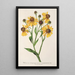 Reproduktion des Gemäldes Helenium atropurpureum var. grandicephalum - Charles Antoine Lemaire