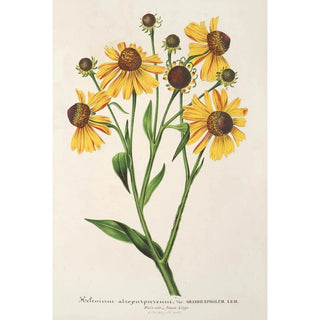 Charles Antoine Lemaire - Helenium atropurpureum var grandicephalum.webp