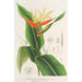Heliconia aurantiaca - Charles Antoine Lemaire — Ansicht des Kunstwerks