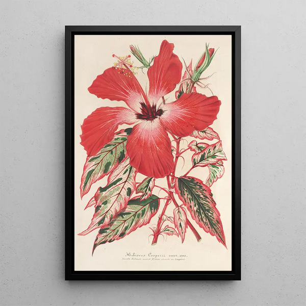 Charles Antoine Lemaire - Hibiscus et mieux Ibiscus Cooperi.webp