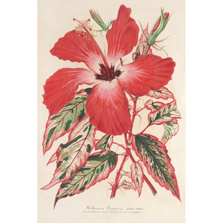 Charles Antoine Lemaire - Hibiscus et mieux Ibiscus Cooperi.webp