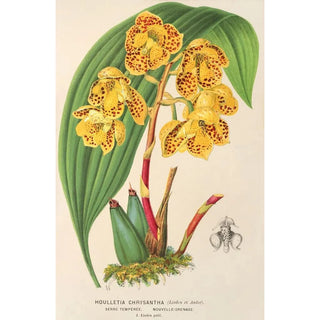 Charles Antoine Lemaire - Houlletia chrysantha.webp