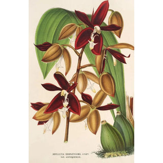 Charles Antoine Lemaire - Houlletia odoratissima Antioquiensis.webp