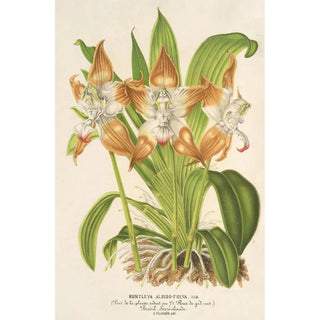 Charles Antoine Lemaire - Huntleya albidofulva.webp