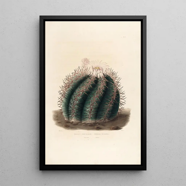 Charles Antoine Lemaire - Iconographie descriptive des cactees Pl01.webp