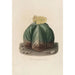 Riproduzione del dipinto Iconografia descrittiva delle cactacee Pl07 - Charles Antoine Lemaire