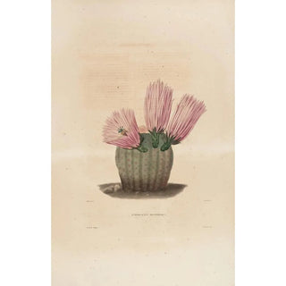 Charles Antoine Lemaire - Iconographie descriptive des cactees Pl08.webp