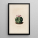 Reproduktion des Gemäldes Iconographie descriptive des cactées Pl09 - Charles Antoine Lemaire