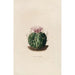 Reproduktion des Gemäldes Iconographie descriptive des cactées Pl09 - Charles Antoine Lemaire