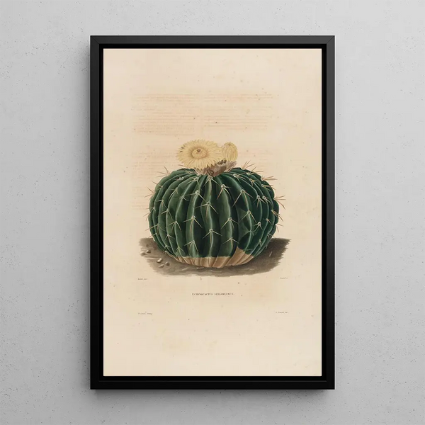 Charles Antoine Lemaire - Iconographie descriptive des cactees Pl10.webp