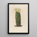 Reproduktion des Gemäldes Iconographie descriptive des cactus Pl13 - Charles Antoine Lemaire