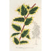 Ilex aquifolium - Charles Antoine Lemaire — vista dell’opera