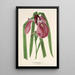 Iris Kaempferi Siebold - Charles Antoine Lemaire — quadro incorniciato alla parete