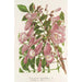 Jacaranda digitaliflora - Charles Antoine Lemaire — Ansicht des Kunstwerks