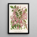 Jacaranda digitaliflora - Charles Antoine Lemaire — gerahmtes Bild an der Wand