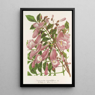 Charles Antoine Lemaire - Jacaranda digitaliflora.webp