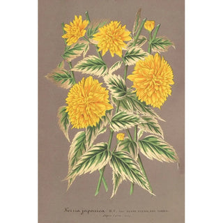 Charles Antoine Lemaire - Kerria japonica var fol argenteovariegatis.webp