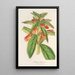 Reproduktion des Gemäldes Kohleria lanata - Charles Antoine Lemaire