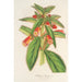 Reproduktion des Gemäldes Kohleria lanata - Charles Antoine Lemaire