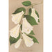 Lapageria rosea R und P var albiflora - Charles Antoine Lemaire — Ansicht des Kunstwerks
