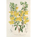 Reproduktion des Gemäldes Lepidostemon penstemonoides Penstemon Lobbii - Charles Antoine Lemaire