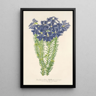 Charles Antoine Lemaire - Leschenaultia biloba.webp