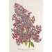 Reproduktion des Gemäldes Lilas Präsident Massart - Charles Antoine Lemaire