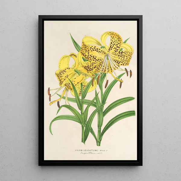 Charles Antoine Lemaire - Lilium Leichtlinii.webp