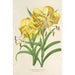 Reproduktion des Gemäldes Lilium Leichtlinii - Charles Antoine Lemaire