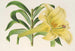 Lilium neilgherricum - Charles Antoine Lemaire — Ansicht des Kunstwerks