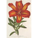 Lilium formosum - Charles Antoine Lemaire — Ansicht des Kunstwerks