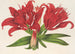 Lilium fulgens Ch Morr var staminosum - Charles Antoine Lemaire — vista dell’opera