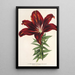 Reproduktion des Gemäldes Lilium haematochroum hybridum - Charles Antoine Lemaire