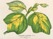Liriodendron tulipifera - Charles Antoine Lemaire — Ansicht des Kunstwerks