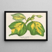 Liriodendron tulipifera - Charles Antoine Lemaire — gerahmtes Bild an der Wand