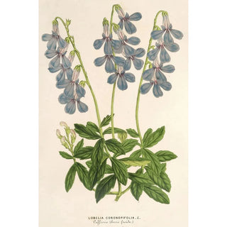 Lobelia coronopifolia - Charles Antoine Lemaire — vista dell’opera