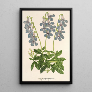 Lobelia coronopifolia - Charles Antoine Lemaire — quadro incorniciato alla parete