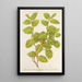 Reproduktion des Gemäldes Lonicera brachypoda var fol aureovariegatis - Charles Antoine Lemaire