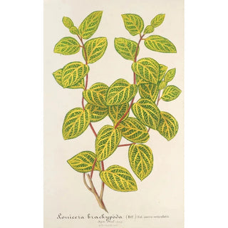 Charles Antoine Lemaire - Lonicera brachypoda var fol aureovariegatis.webp