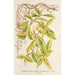 Lonicera periclymenum aureum - Charles Antoine Lemaire — Ansicht des Kunstwerks