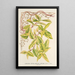 Lonicera periclymenum aureum - Charles Antoine Lemaire — gerahmtes Bild an der Wand