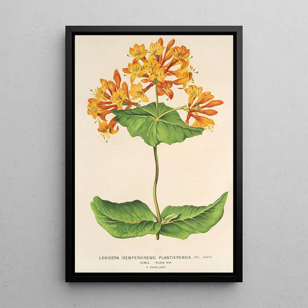 Charles Antoine Lemaire - Lonicera sempervirens Plantierensis.webp