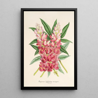 Charles Antoine Lemaire - Lupinus insignis hybridus.webp