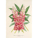 Reproduktion des Gemäldes Lupinus insignis hybridus - Charles Antoine Lemaire