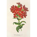 Lychnis Haagena - Charles Antoine Lemaire — Ansicht des Kunstwerks