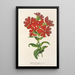 Lychnis Haagena - Charles Antoine Lemaire — gerahmtes Bild an der Wand