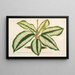 Maranta Baraquinii - Charles Antoine Lemaire — gerahmtes Bild an der Wand