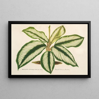 Charles Antoine Lemaire - Maranta Baraquinii.webp